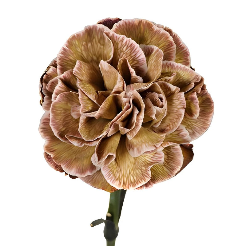 Dianthus Sepia Carnation Flower Bloom