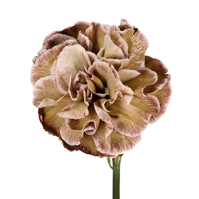 Dianthus Sepia Carnation Flower Flatlay