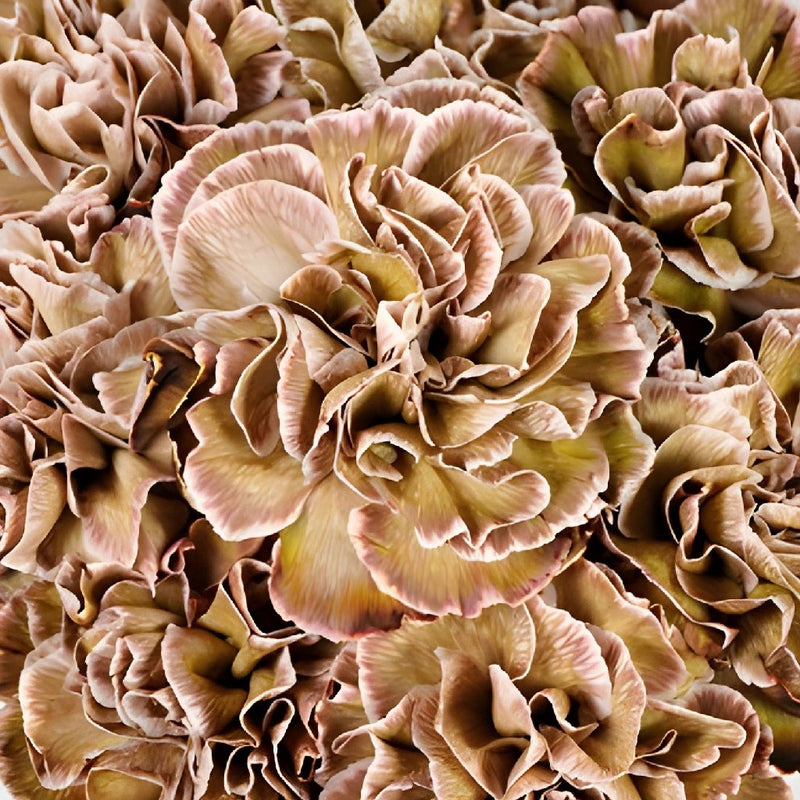 Dianthus Sepia Wholesale Carnations Up close
