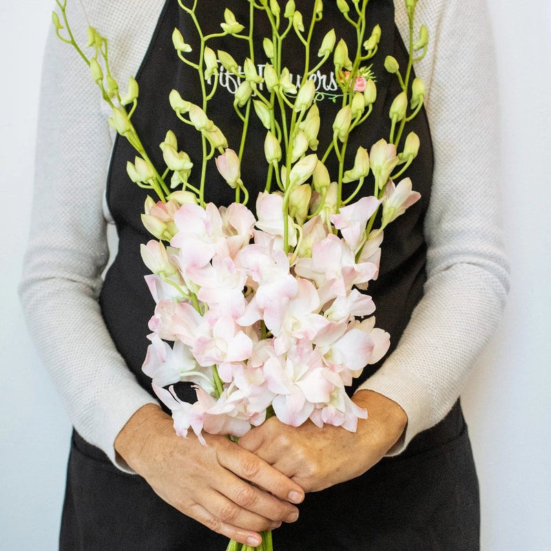 Orchids Blush Wholesale Flower Bunch In a Hand