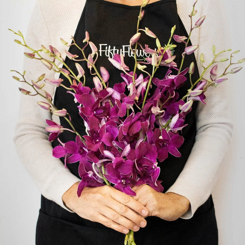 Orchids Burgundy Wholesale Flower Bunch In Hand