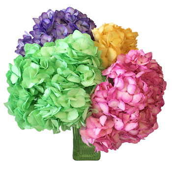 Assorted Enhanced Hydrangeas Wholesale Flowers in a Bunch in Hand