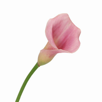 Dusty Rose Calla Lily Flower