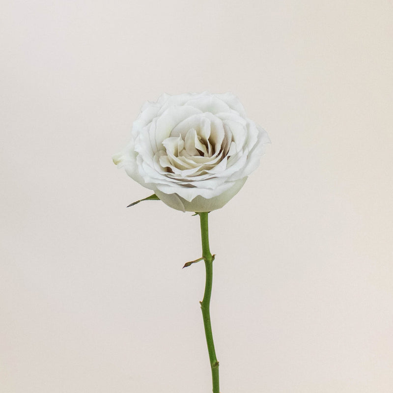 Early Grey Rose Stem