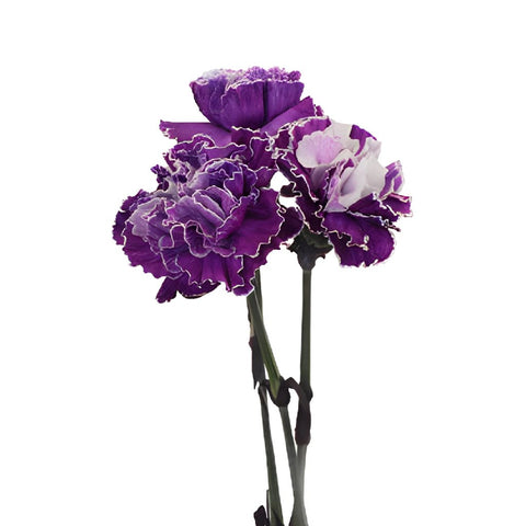 Elite Purple Tinted Carnation Flower Bloom