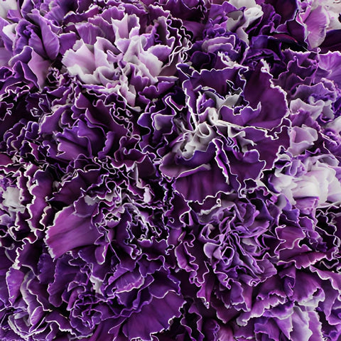 Elite Purple Tinted Wholesale Carnations Up close