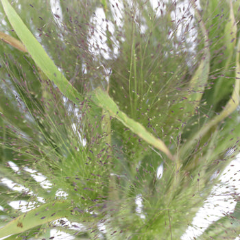 Wholesale greenery bulk explosion grass filler flowers sold near me for delivery