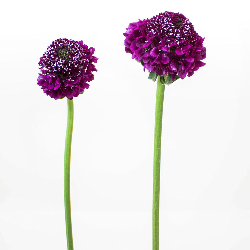 Burgundy Focal Scabiosa Flower Stems
