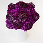 Burgundy Focal Scabiosa Flowers in Vase