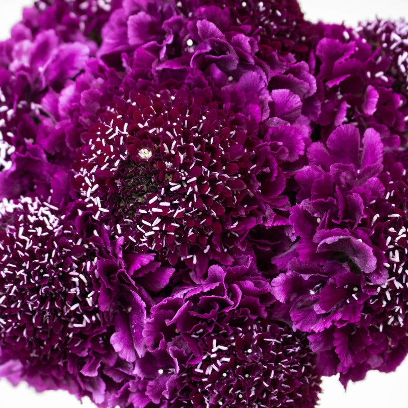 Burgundy Focal Scabiosa Flowers Up Close