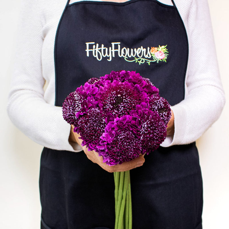 Burgundy Focal Scabiosa Flowers in Hand
