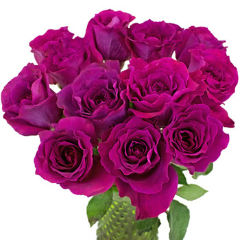Fuchsia Mamy Blue Garden Wholesale Roses In a vase