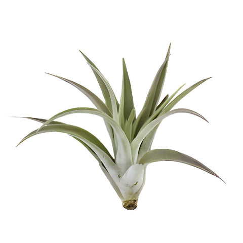 Bulk Harrisii Air Plants for DIY Brides