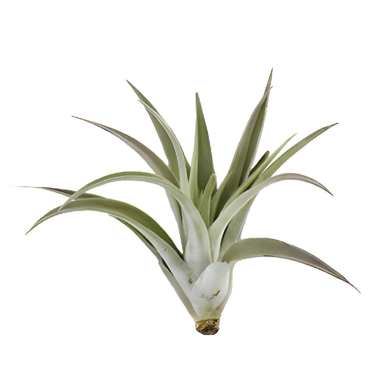 Bulk Harrisii Air Plants for DIY Brides