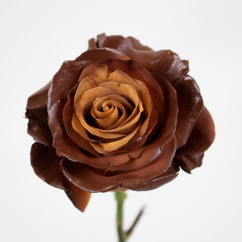 Hazel Cafe Au Lait Tinted Roses Flower Stem