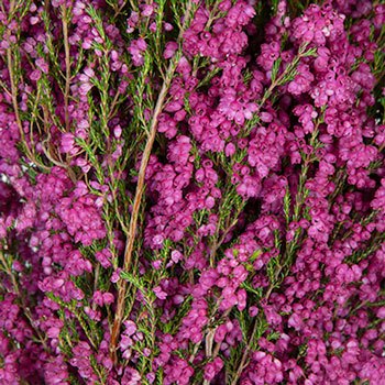 Sunset Heather Hot Pink Flower