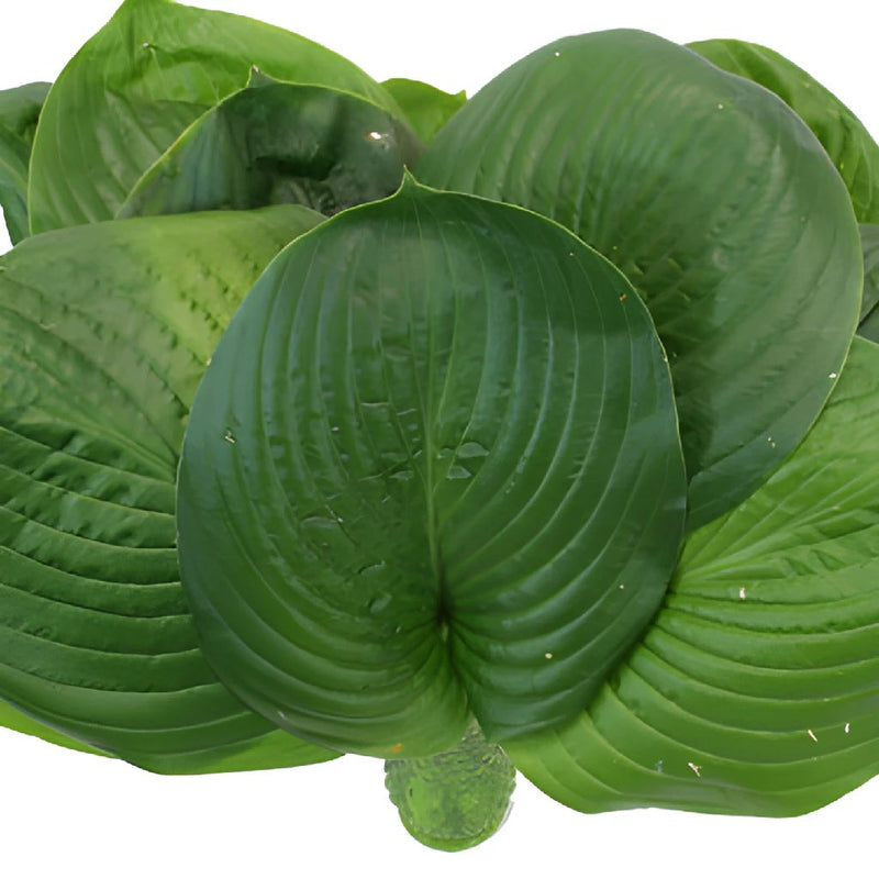 Hosta Bulk Leaf Greenery