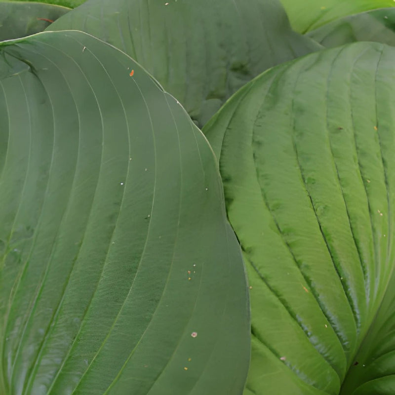 Hosta Bulk Leaf Greenery