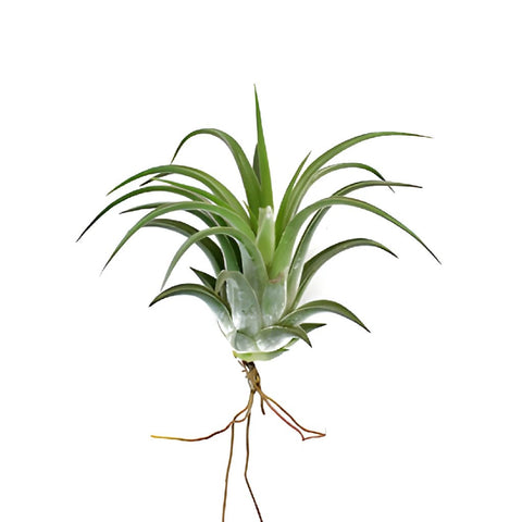 Ionantha Mexican Air Plants for DIY Arranging
