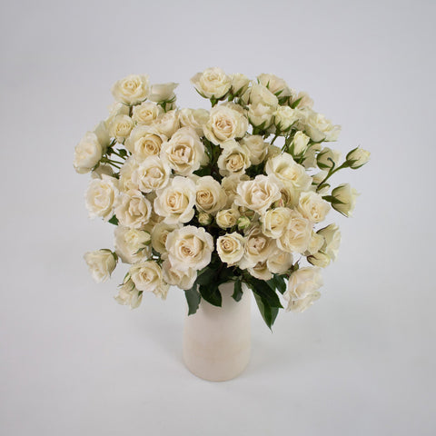 Ivory White Spray Rose Flower Bunch in Vase