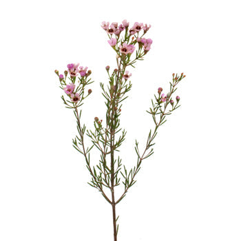 Lavender Hues Bulk Wax Flower May 16th to November 30th Delivery