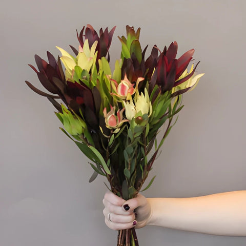 Leucadendron Mixed Box