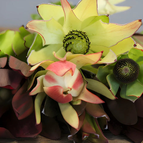 Leucadendron Mixed Box