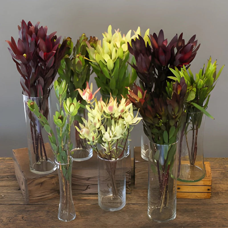 Leucadendron Mixed Box