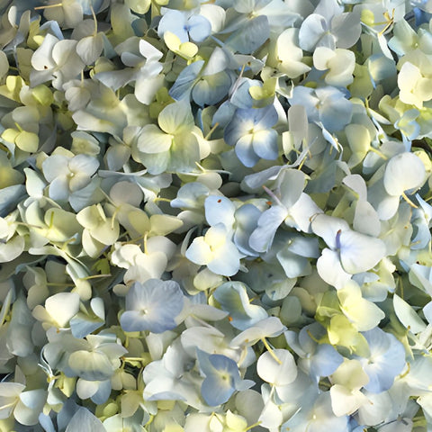 Blue Hydrangea Fresh Flower Petals