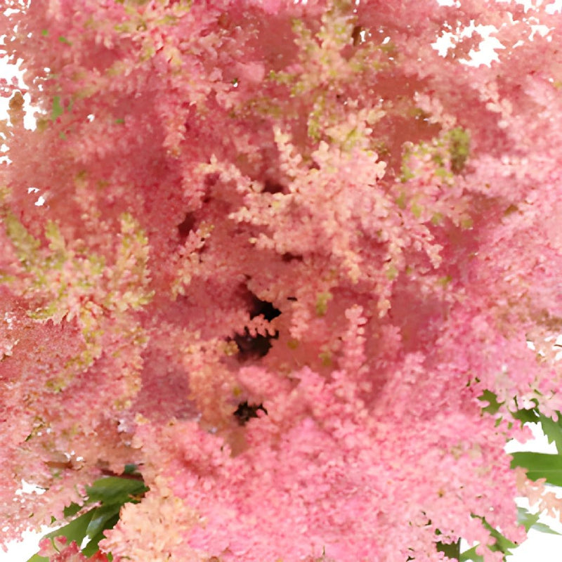 Pink Astilbe Flower May to October