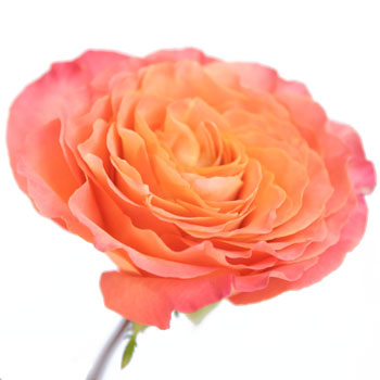 Garden Rose Sunset Bloom ruffled petals