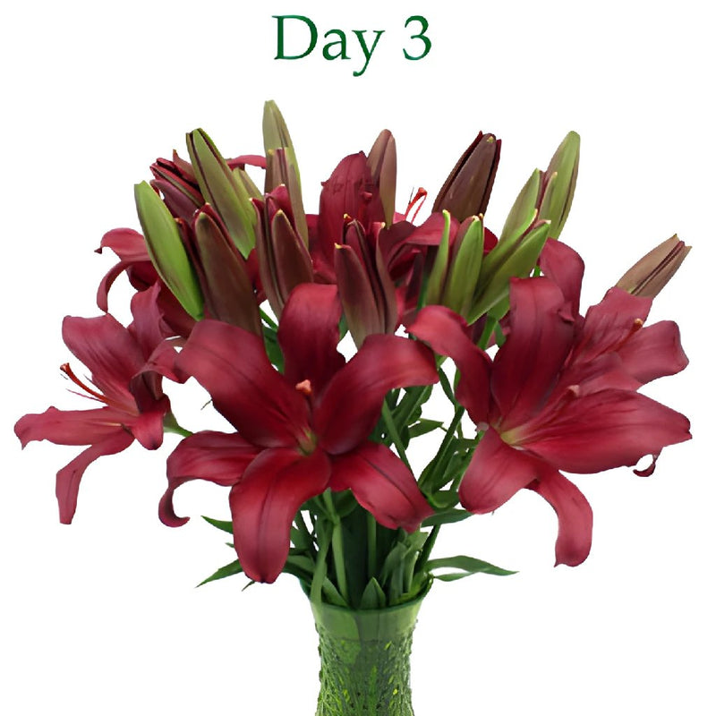 Cranberry Dust Hybrid Lily