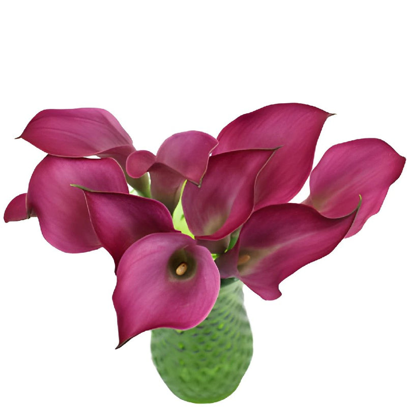Dark Pink Calla Lily Flower
