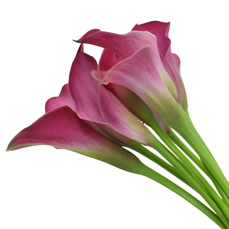 Dark Pink Calla Lily Flower