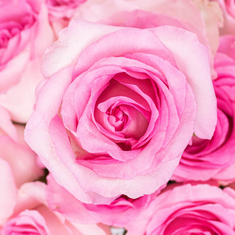 Mandala Pink Roses Up Close