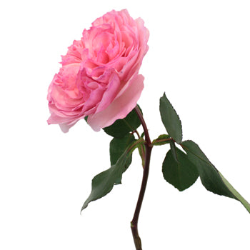 Maria Theresia Pink Garden Rose Side Stem View