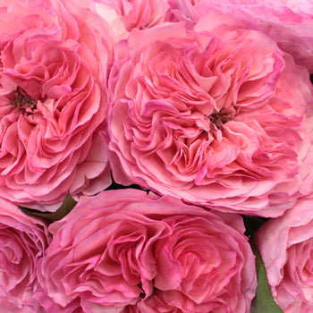 Maria Theresia Pink Garden Roses up close