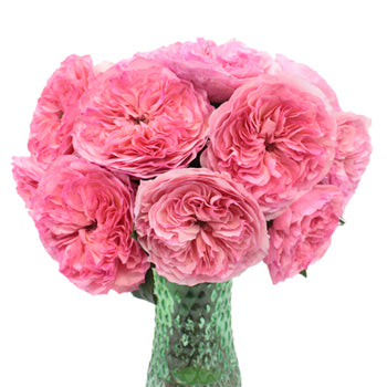 Maria Theresia Pink Garden Wholesale Roses In a vase