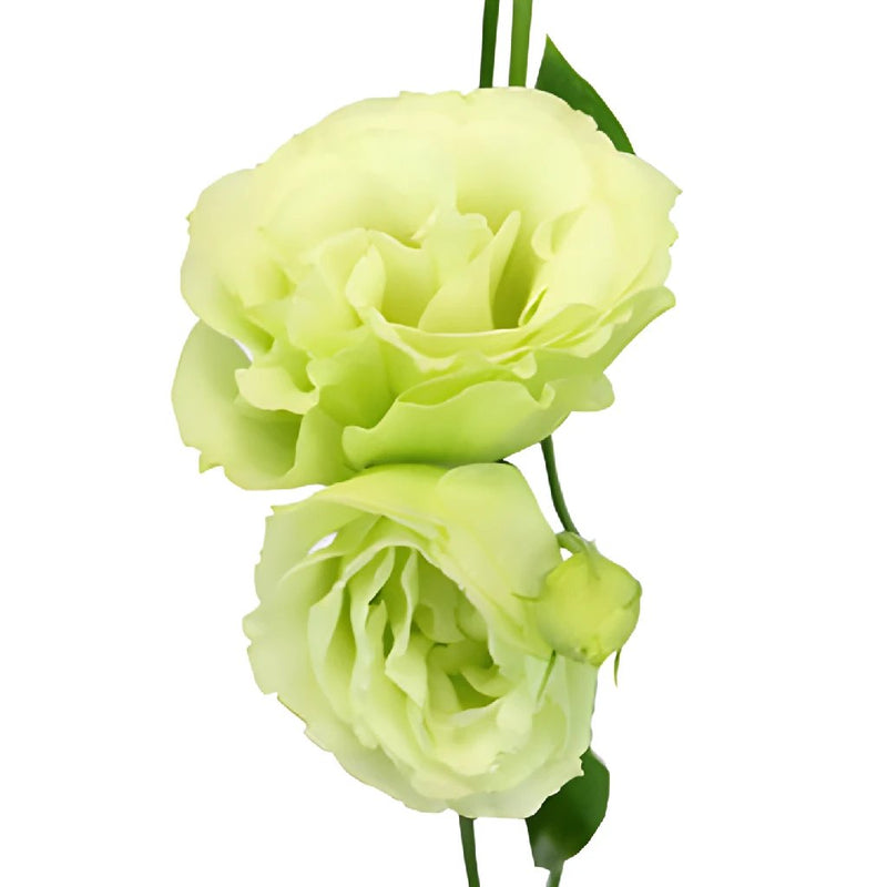 Green Lisianthus Bulk Wedding Flower