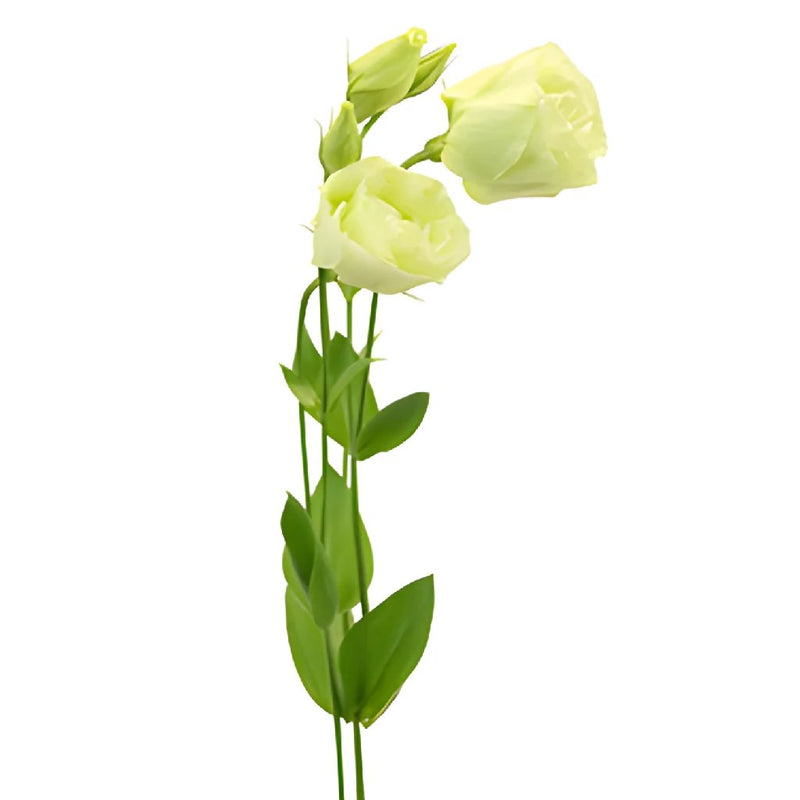 Green Lisianthus Bulk Wedding Flower