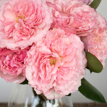 Mayra Pink Garden Rose Bunch