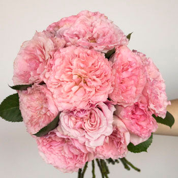 Mayra Pink Garden Wholesale Rose Bunch in a hand