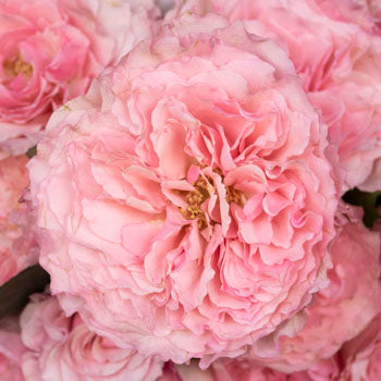 Mayra Pink Garden Roses up close