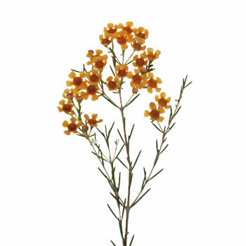 Light Orange Enhanced Wax Flowers May 16th to November 30th Delivery