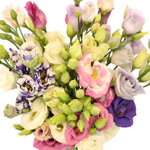 Mini Double Assorted Lisianthus Wholesale Flower Upclose