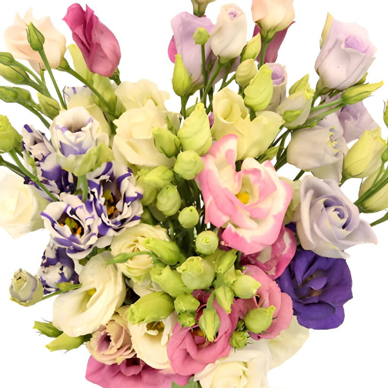 Mini Double Assorted Lisianthus Wholesale Flower Upclose