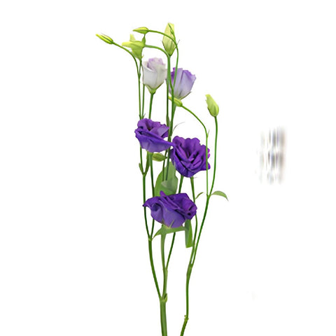 Mini Double Rosita Blue Lisianthus Wholesale Flower Stem