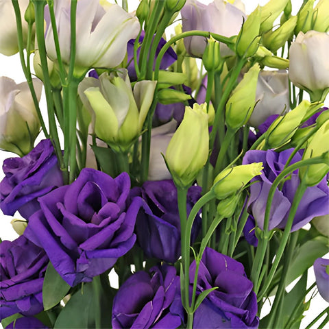 Mini Double Rosita Blue Lisianthus Wholesale Flower Upclose