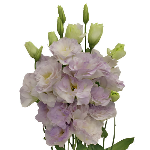 Lavender Mist Lisianthus Wholesale Flowers