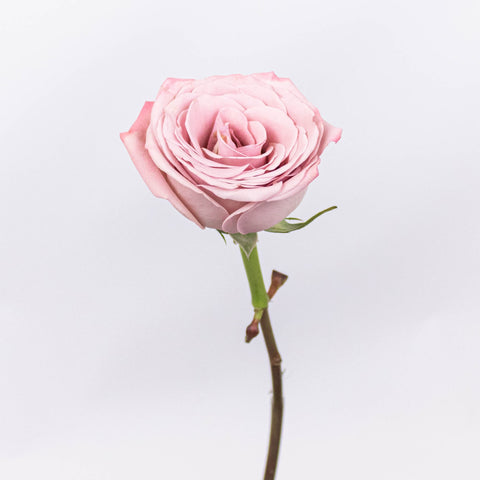 Mocha Lavender Mauve Rose Stem